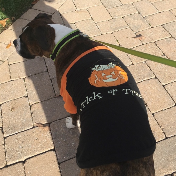 Halloween Trick or Treat Dog Pet T-Shirt Size XXL - Picture 5 of 8